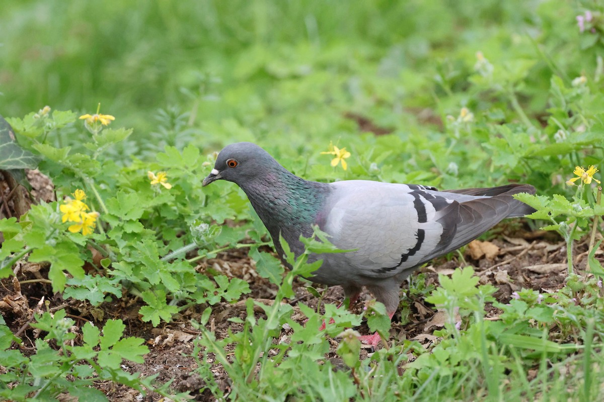 Pigeon biset (forme domestique) - ML617104522