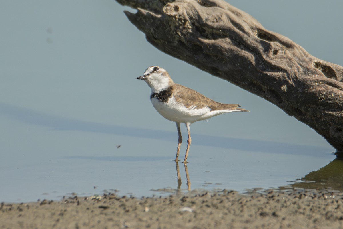 Collared Plover - ML617104541