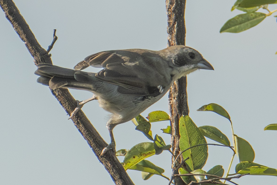 White-banded Tanager - ML617104695