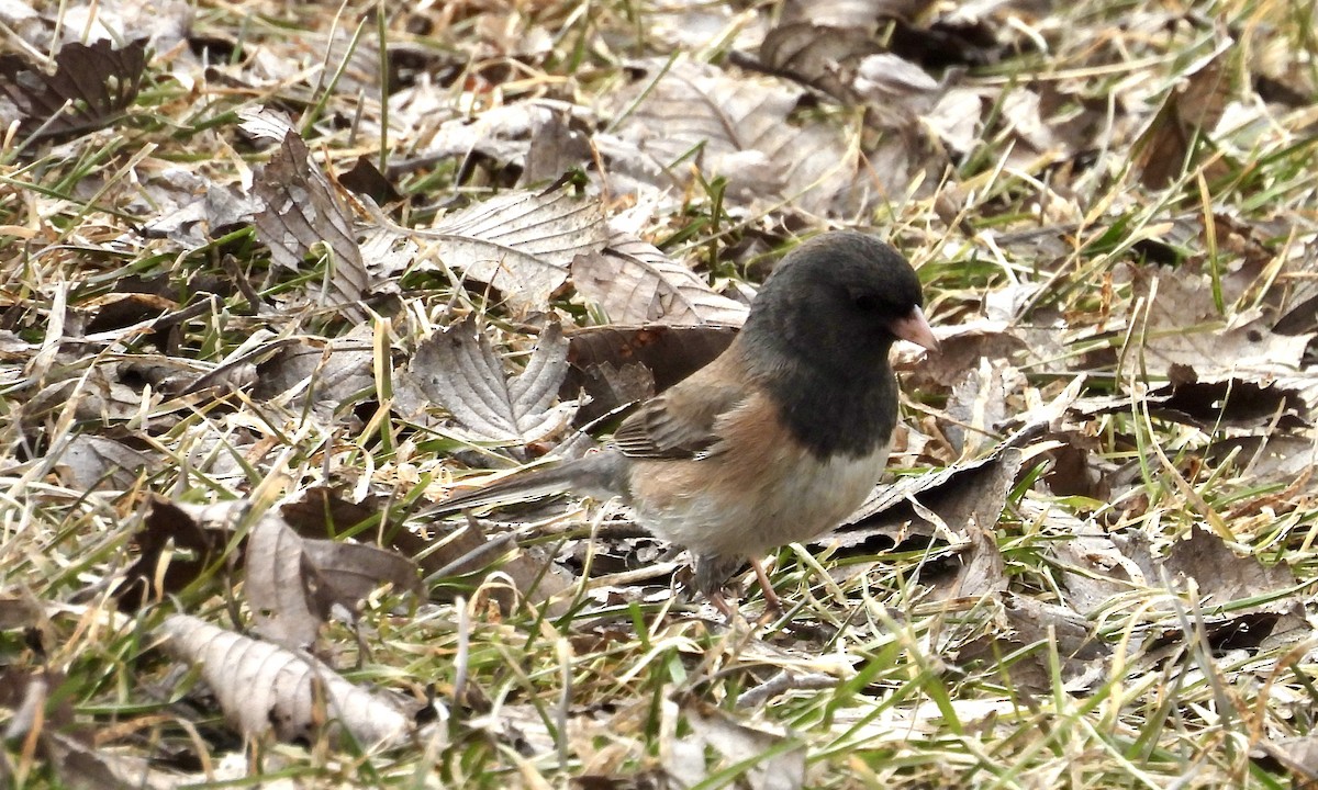 Dark-eyed Junco (Oregon) - Heather and Laurence Brownell