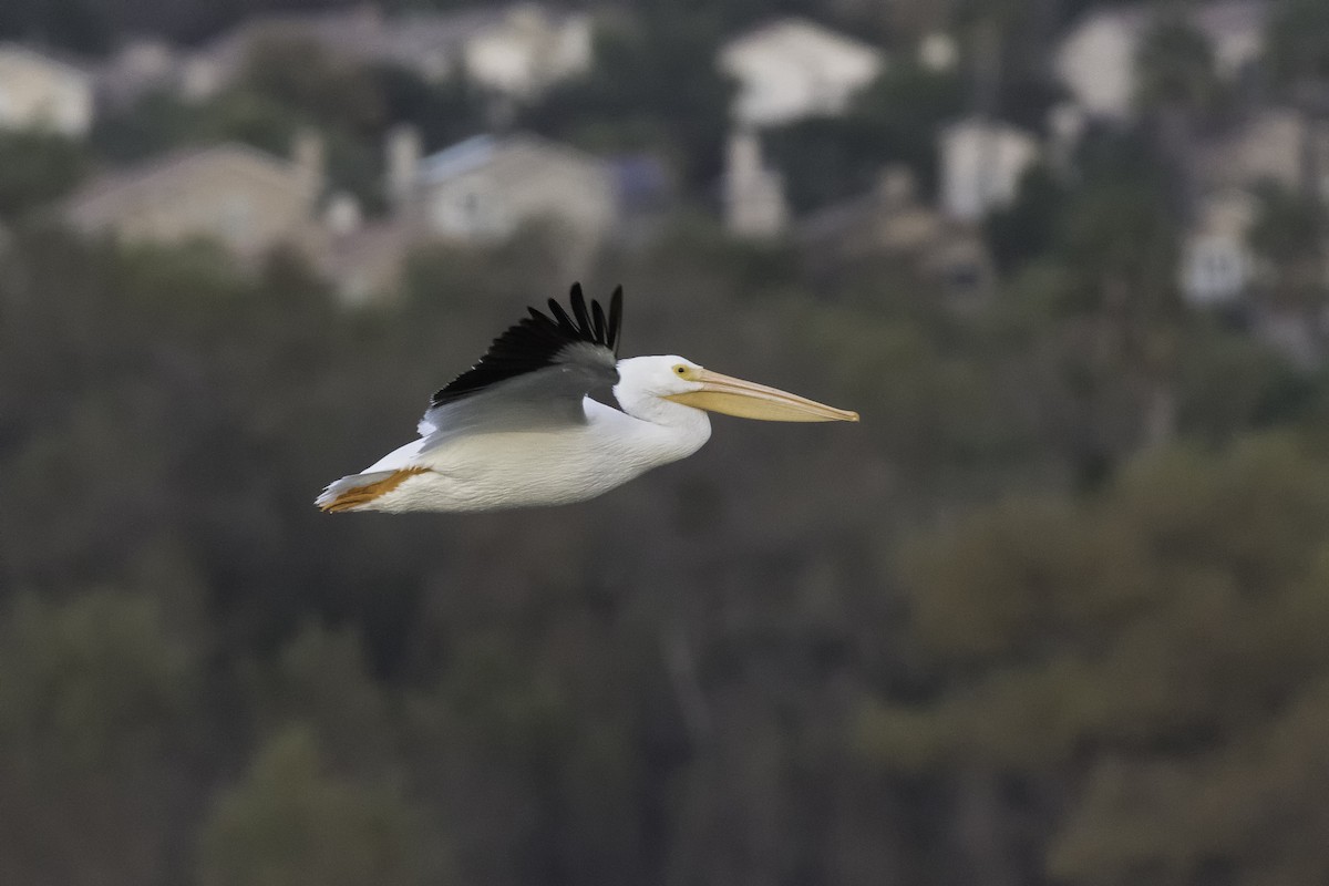 American White Pelican - Anthony Gliozzo