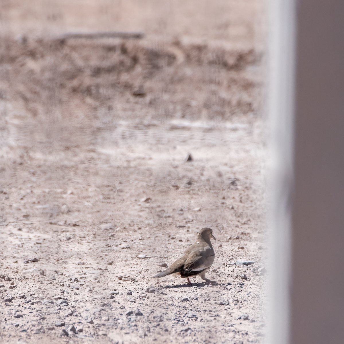 Picui Ground Dove - Esteban Villanueva (Aves Libres Chile)