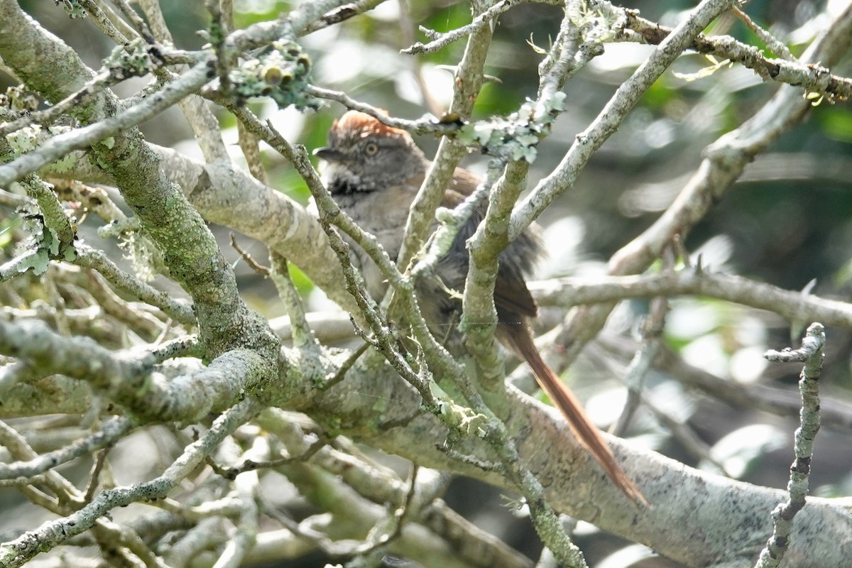 Sooty-fronted Spinetail - ML617104951