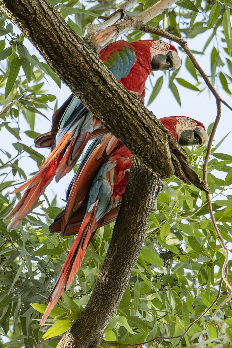 Red-and-green Macaw - ML617104998