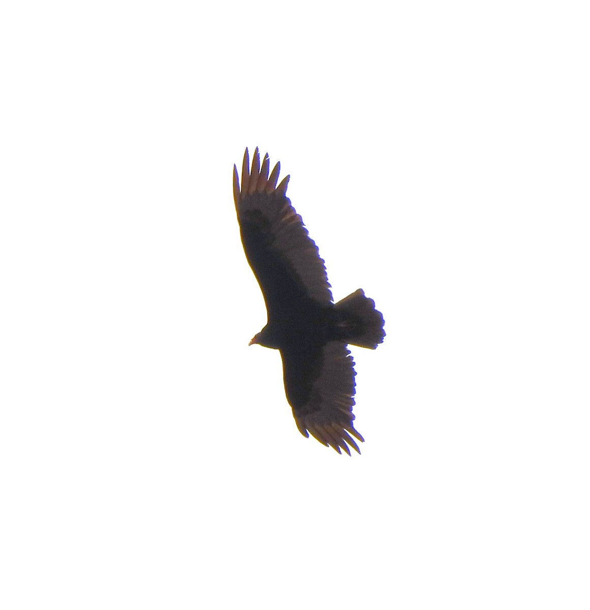 Turkey Vulture - ML617105050