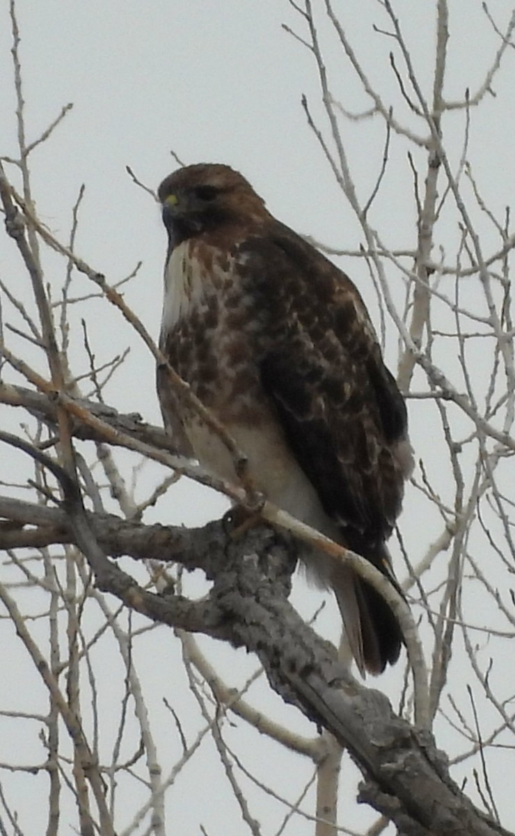 Red-tailed Hawk - ML617105055