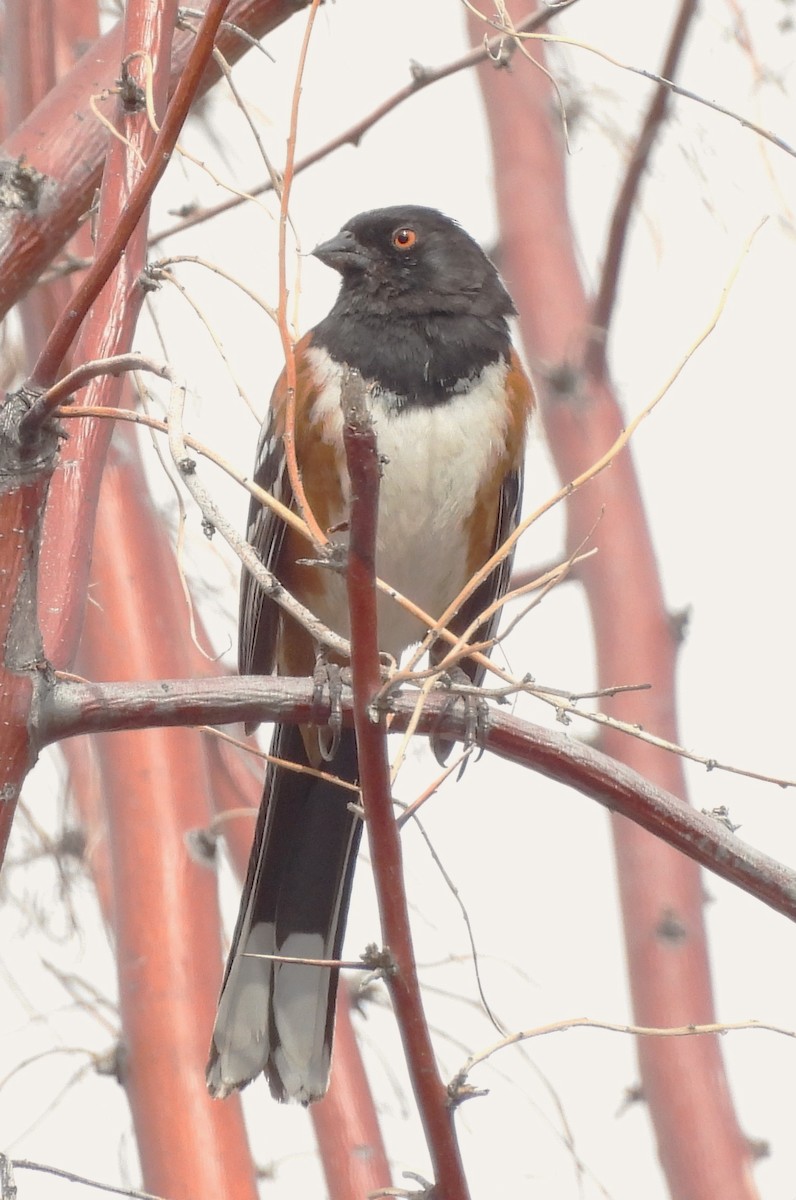 Spotted Towhee - ML617105090