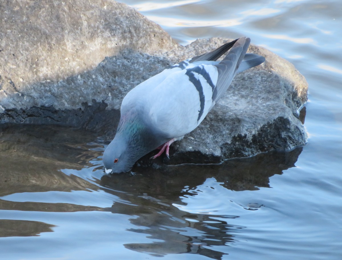 Rock Pigeon (Feral Pigeon) - ML617105177