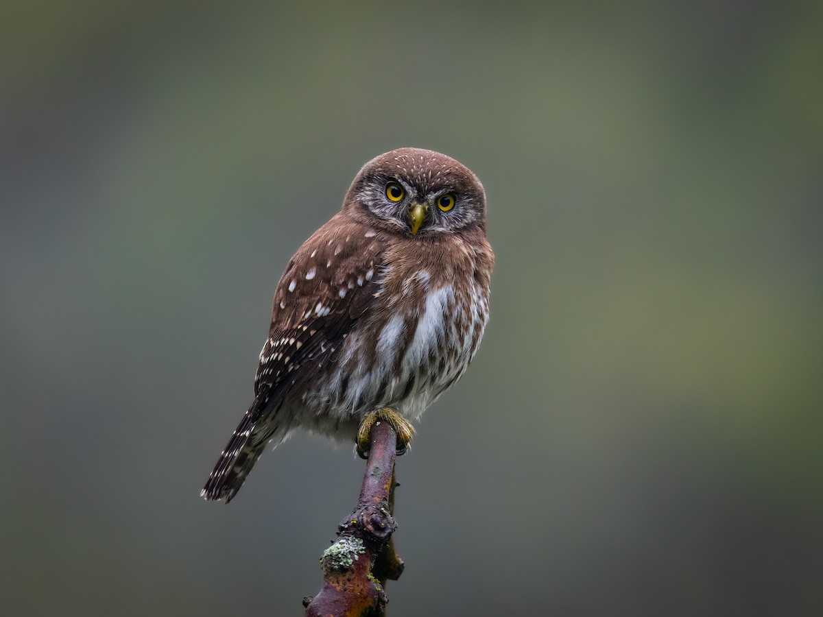 Peruvian Pygmy-Owl - ML617105219