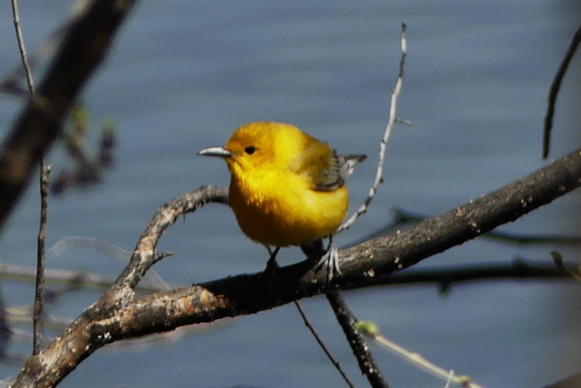 Prothonotary Warbler - ML617105299