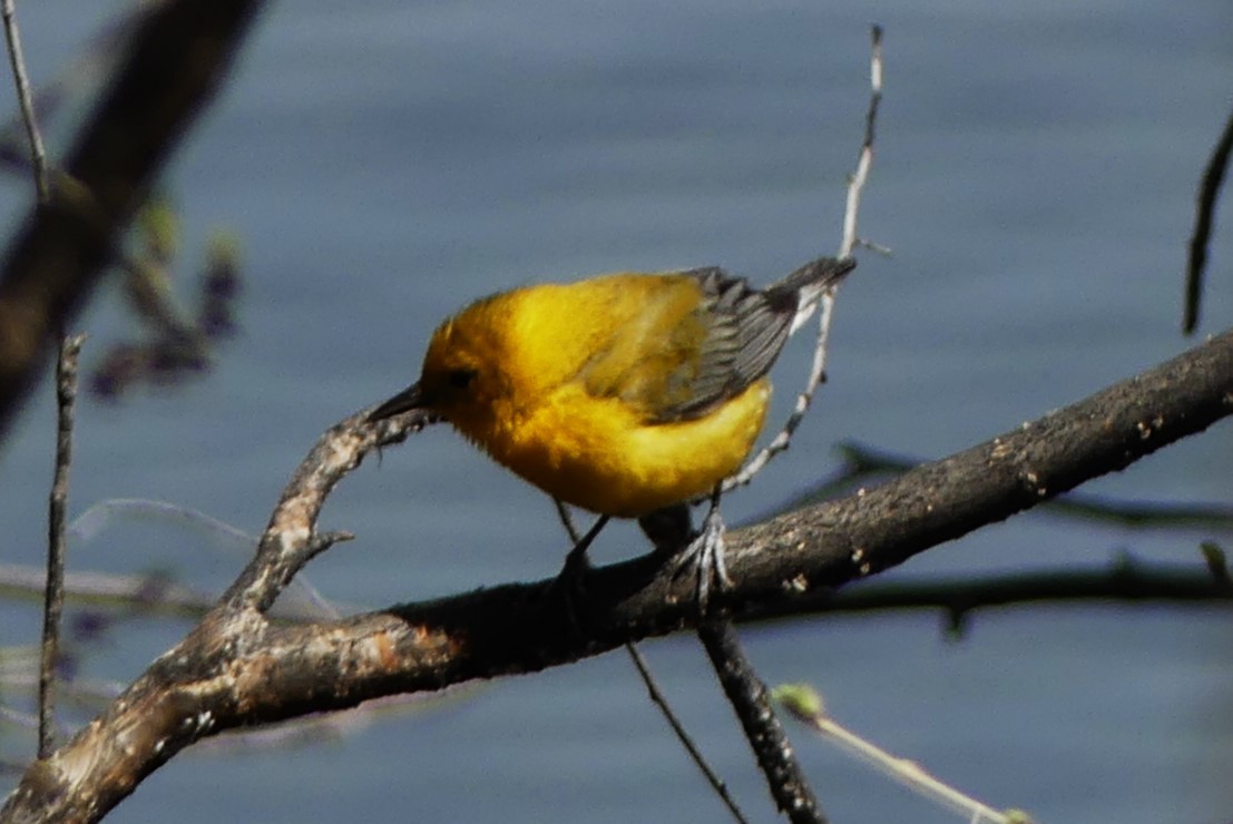 Prothonotary Warbler - ML617105300