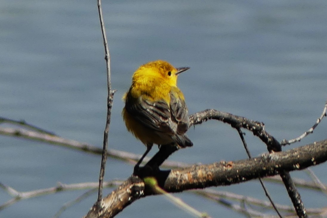 Prothonotary Warbler - ML617105314