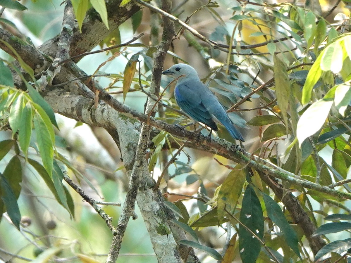 Blue-gray Tanager (Blue-gray) - ML617105343