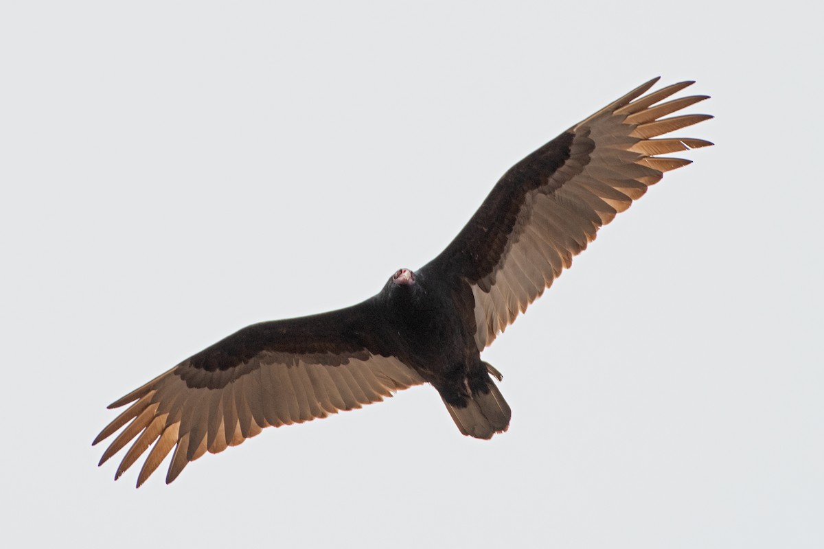 Turkey Vulture - ML617105461