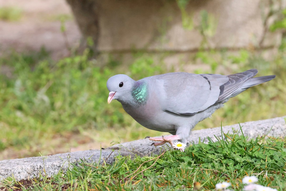 Pigeon colombin - ML617105504