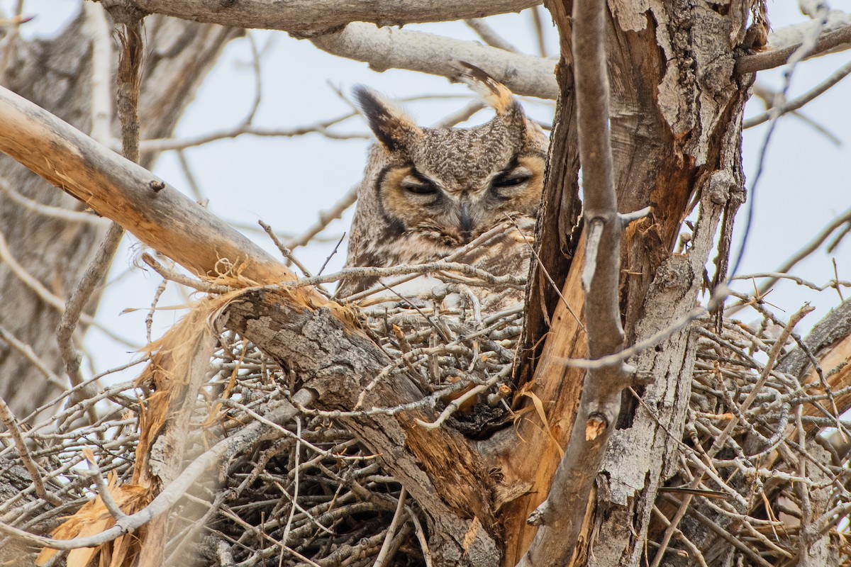 Great Horned Owl - ML617105548