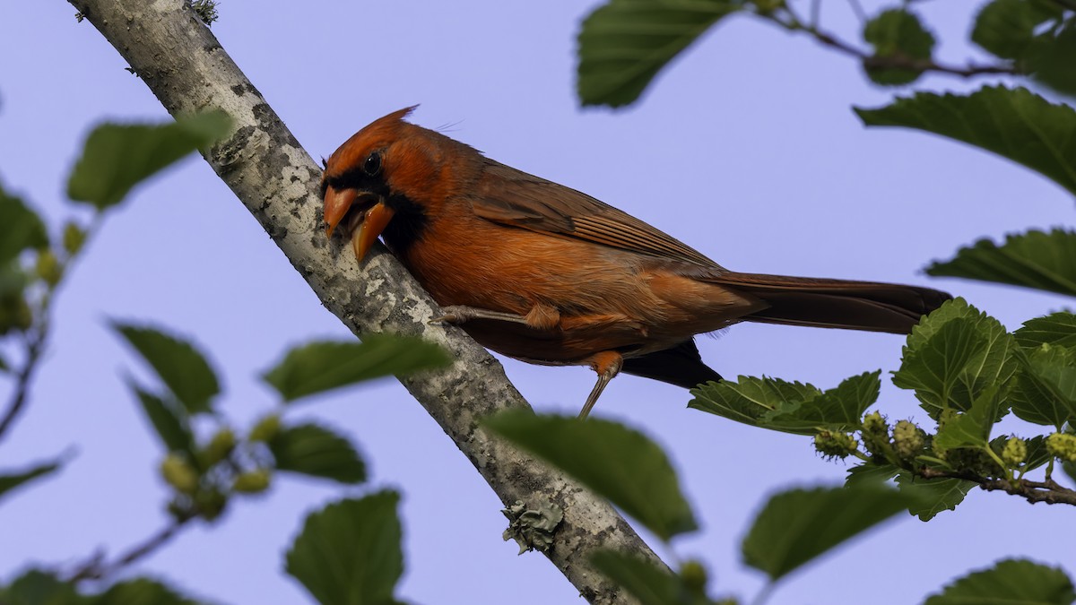 Cardinal rouge (groupe cardinalis) - ML617105592