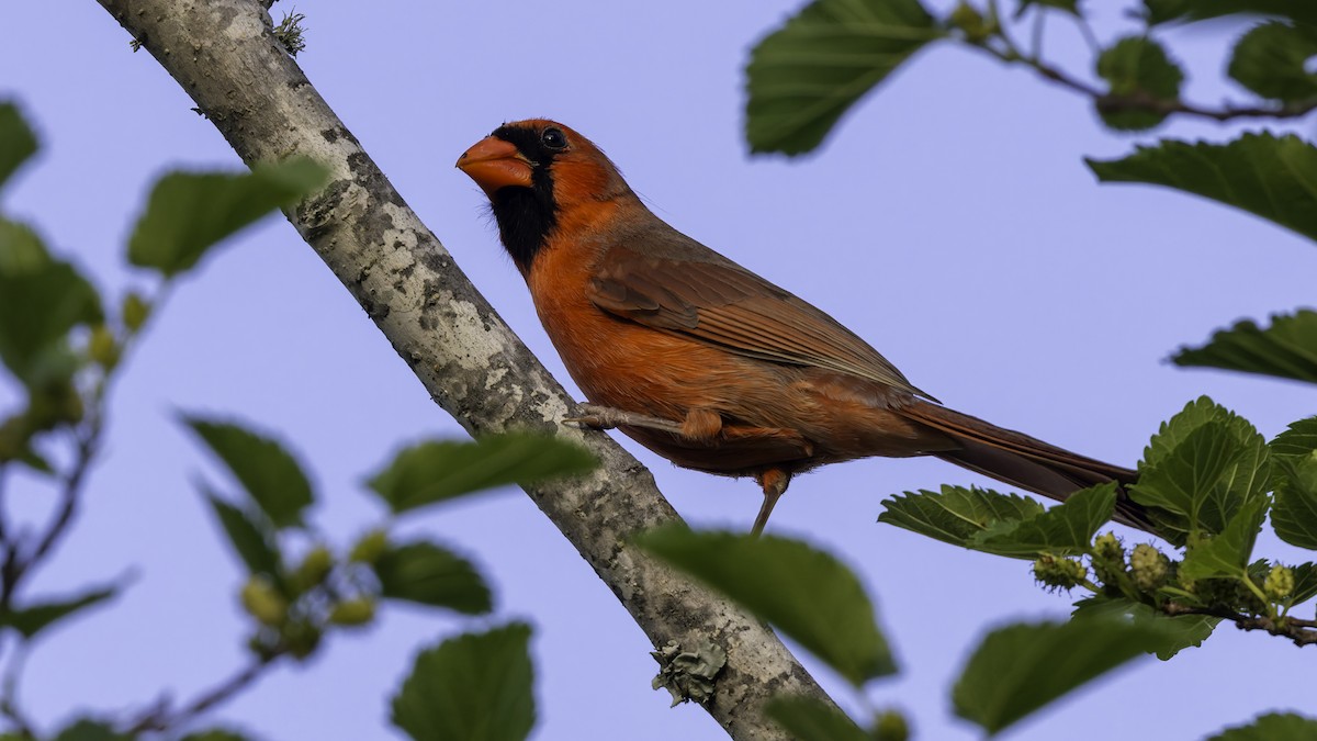 Cardinal rouge (groupe cardinalis) - ML617105593