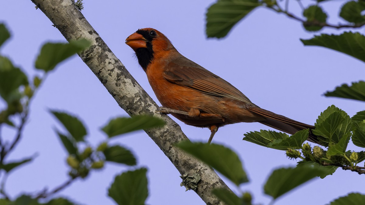 Northern Cardinal (Common) - Robert Tizard
