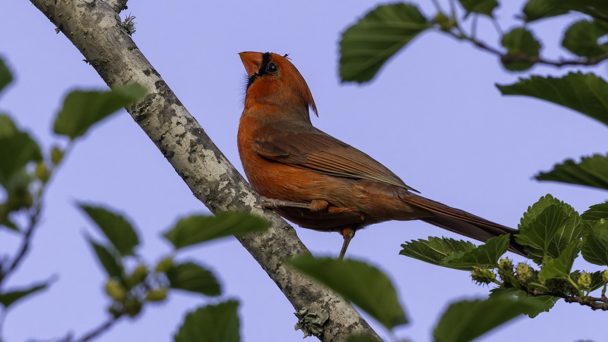 Cardinal rouge (groupe cardinalis) - ML617105595