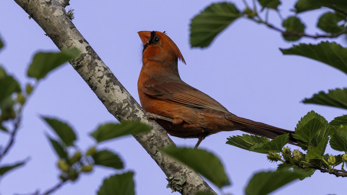 Cardinal rouge (groupe cardinalis) - ML617105596