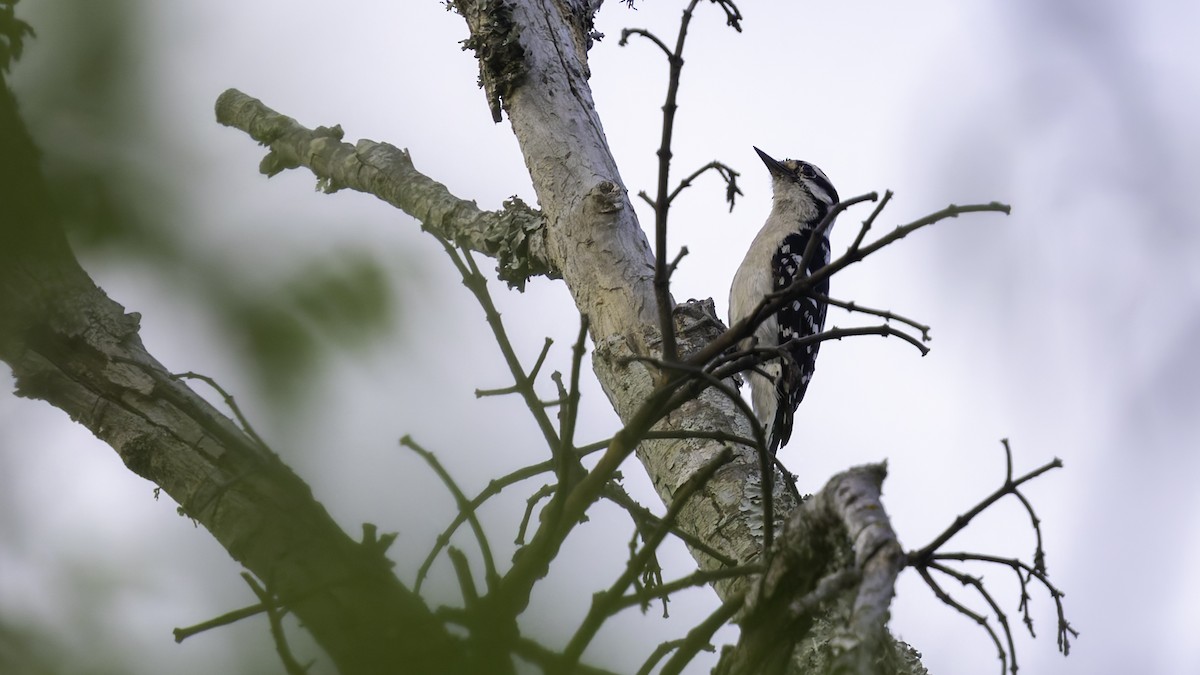 Downy Woodpecker (Eastern) - ML617105615