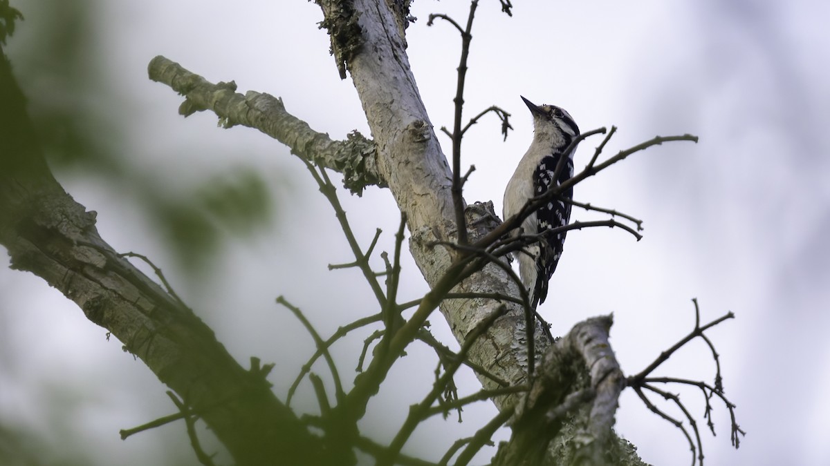 Downy Woodpecker (Eastern) - ML617105616