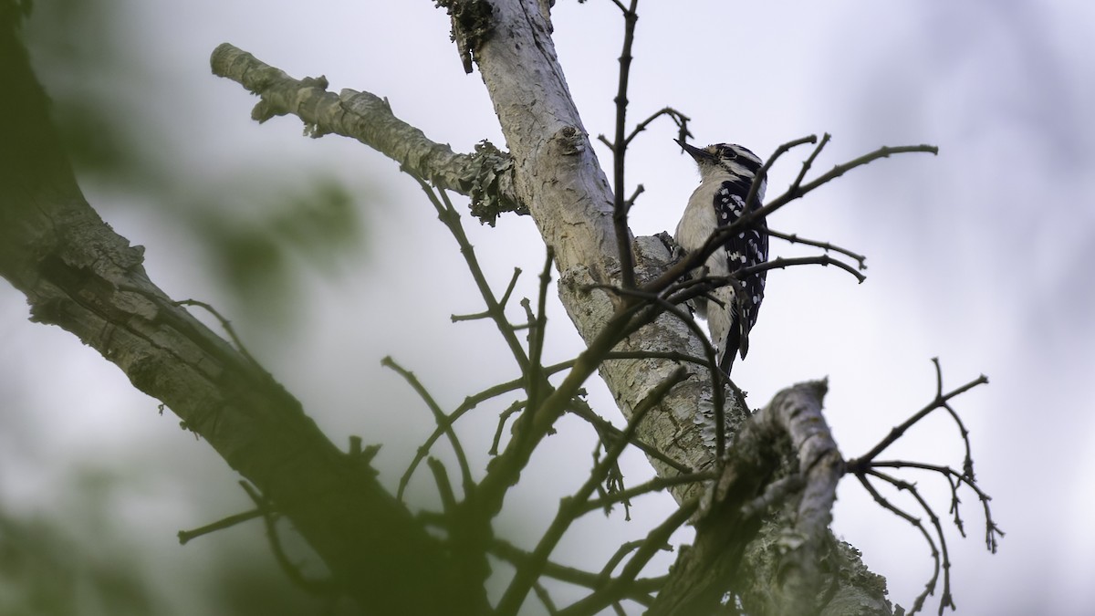 strakapoud osikový (ssp. pubescens/medianus) - ML617105617