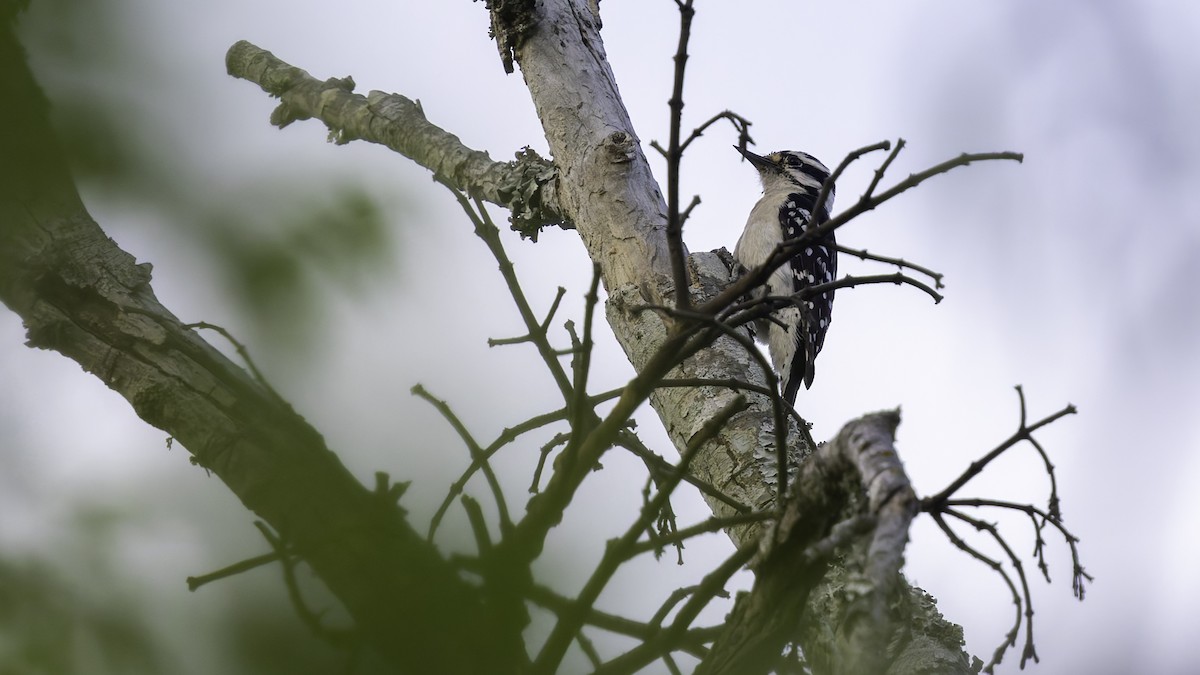 Downy Woodpecker (Eastern) - ML617105618