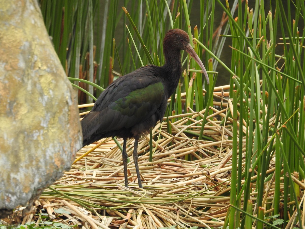 ibis andský - ML617105781