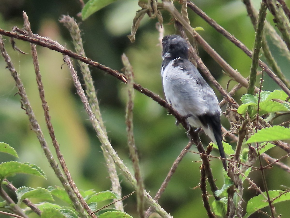 Black-and-white Seedeater - ML617105845