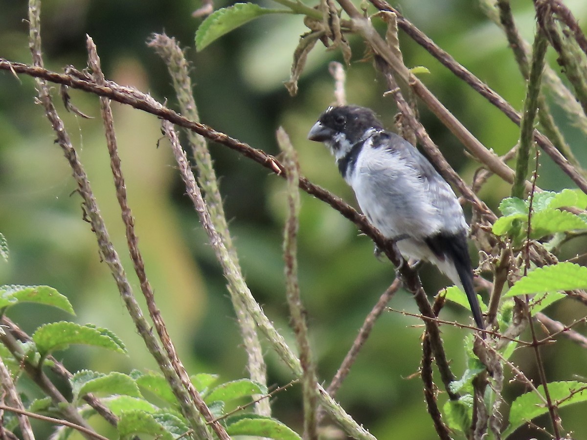 Black-and-white Seedeater - ML617105847