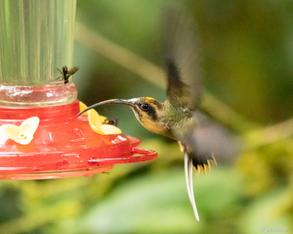 kolibřík dlouhoocasý - ML617105877
