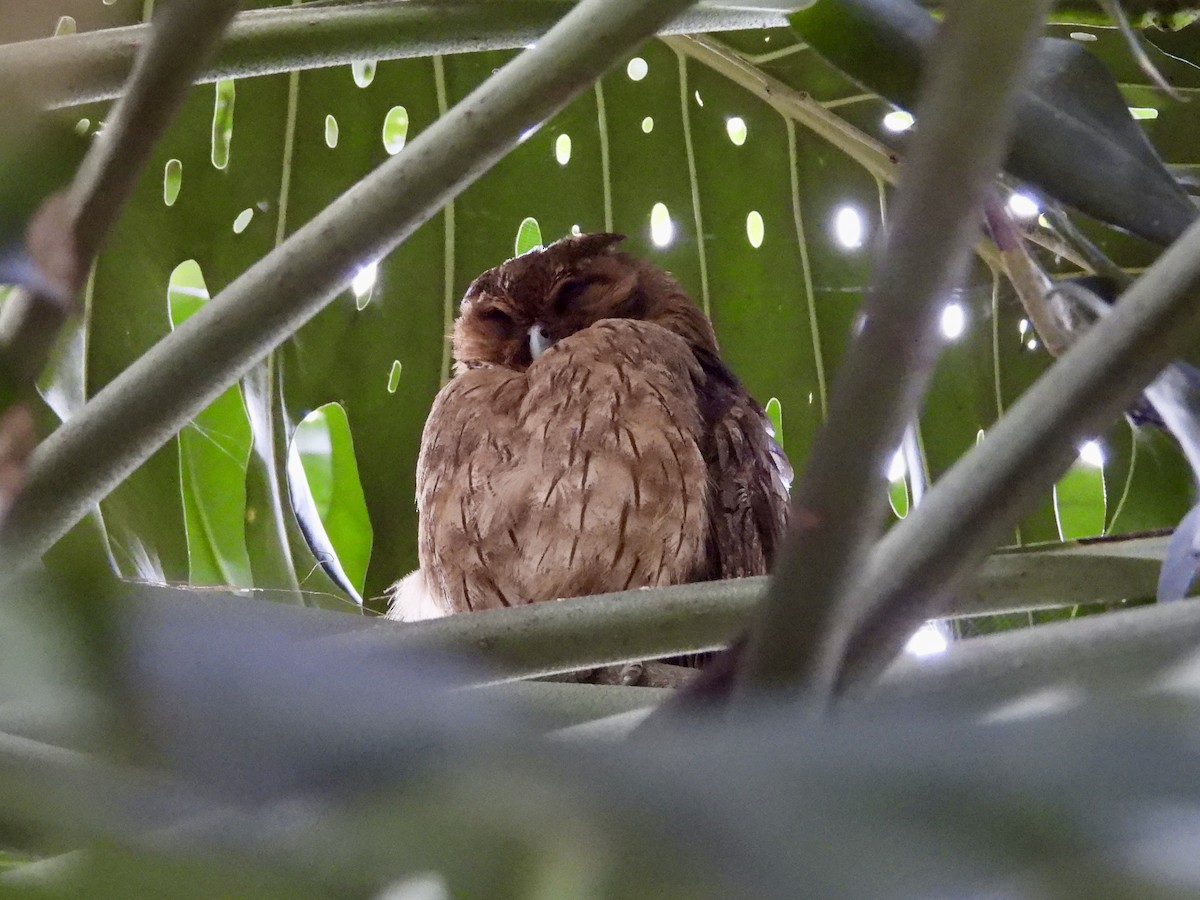 Jamaican Owl - ML617105882
