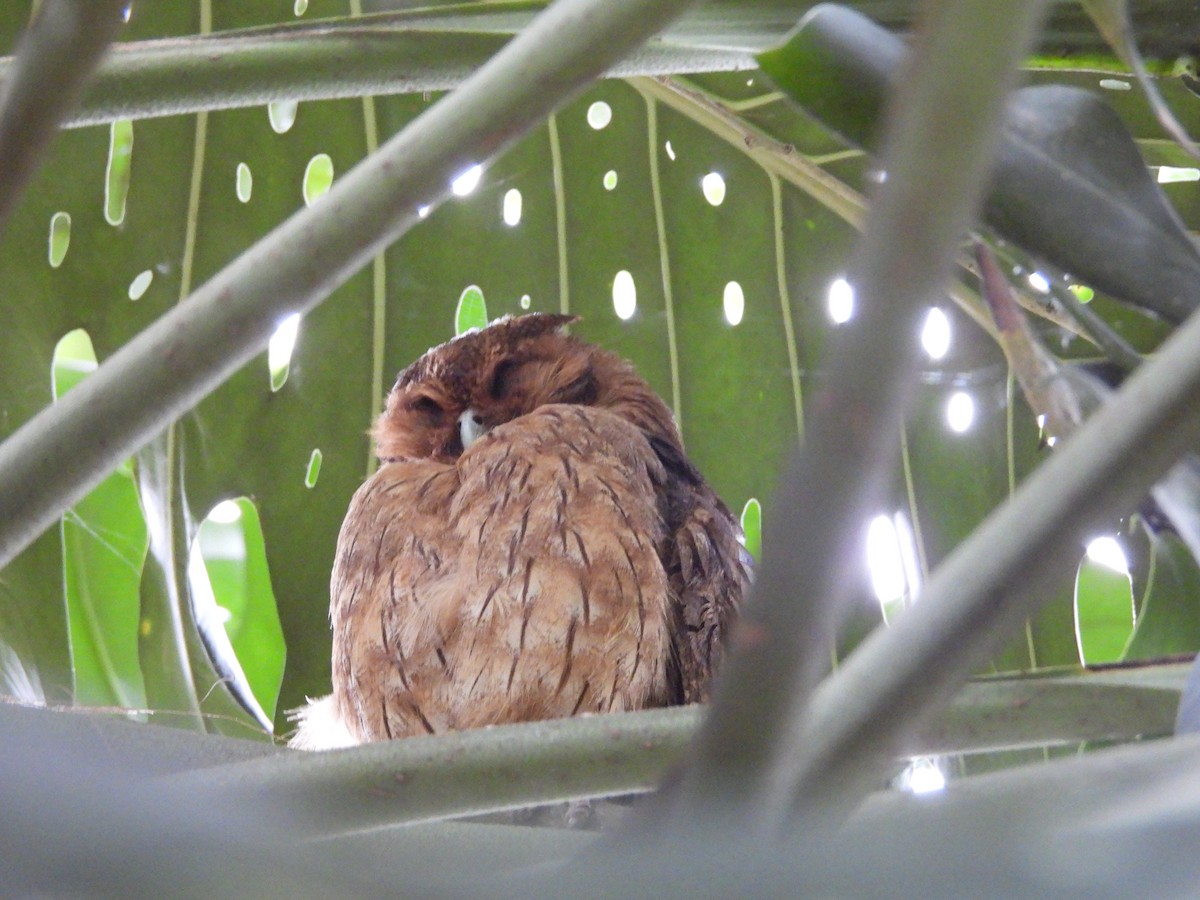 Jamaican Owl - ML617105903