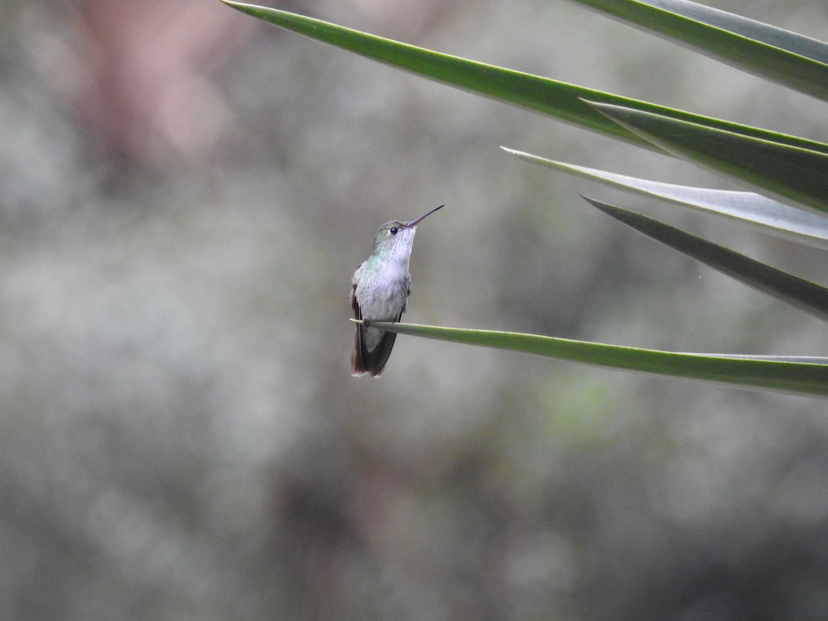 White-bellied Hummingbird - ML617105935