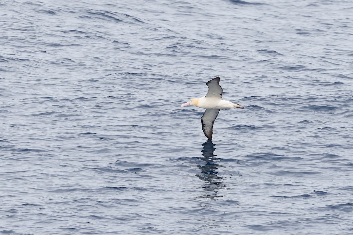 Short-tailed Albatross - Kasia & Takashi Someya