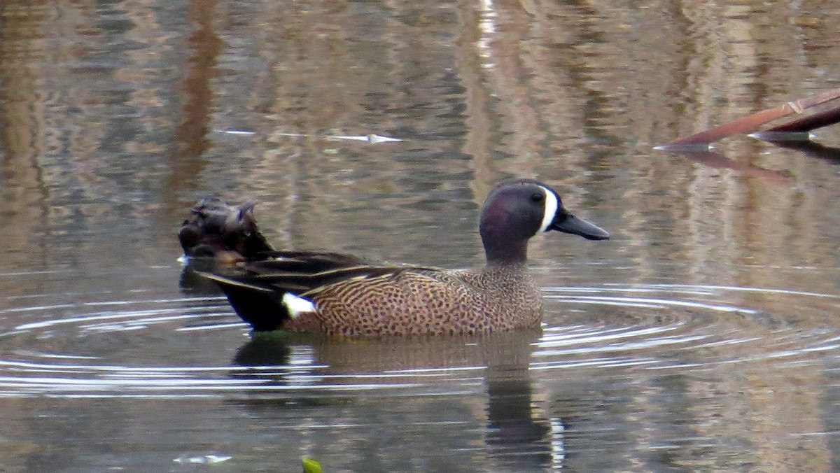 Blue-winged Teal - ML617106116