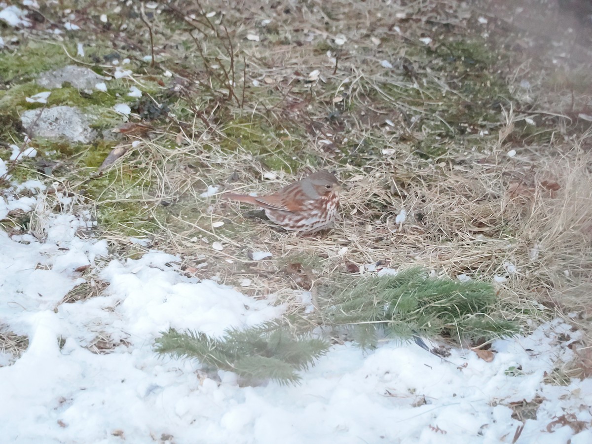 Fox Sparrow (Red) - ML617106134
