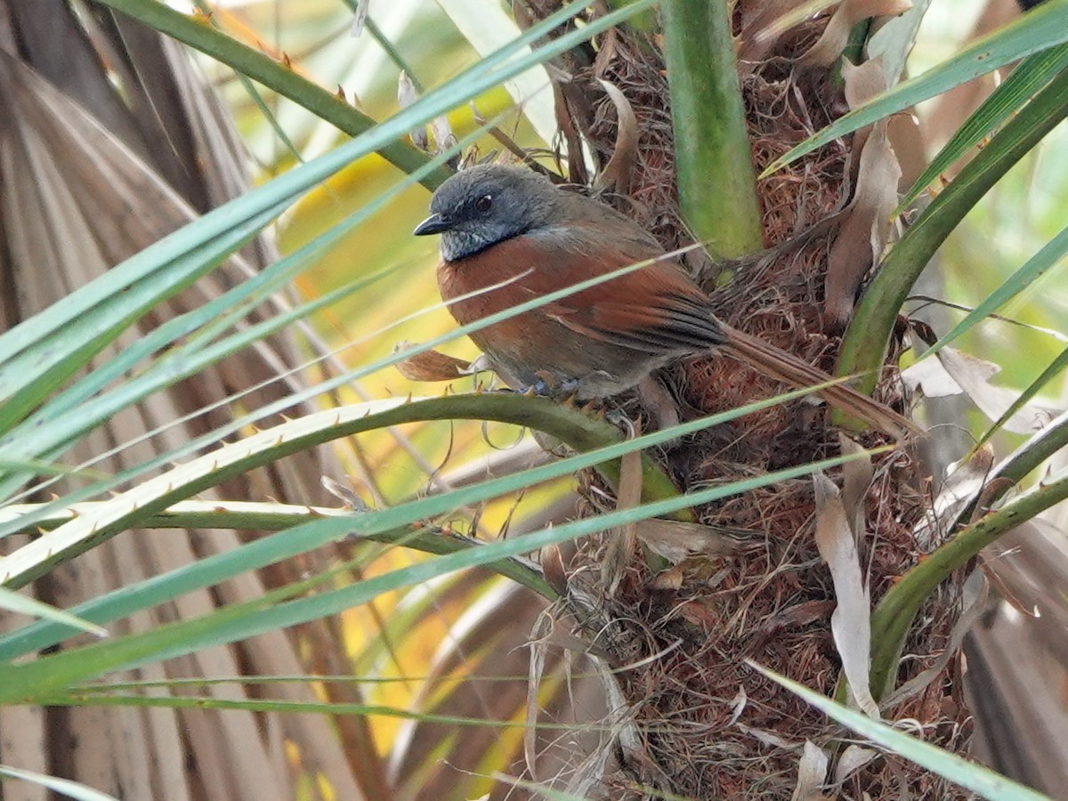 Rufous-breasted Spinetail - Liz Soria