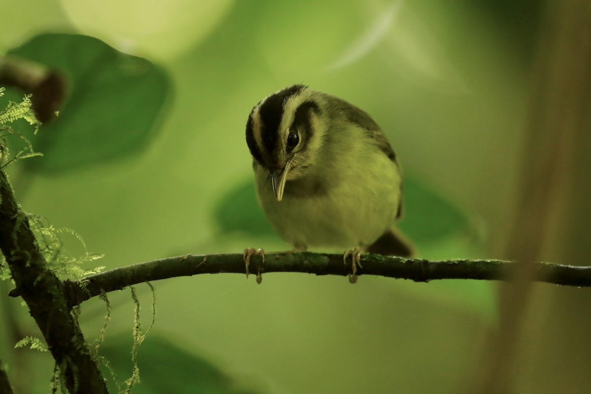 Costa Rican Warbler - Paul Bonfils
