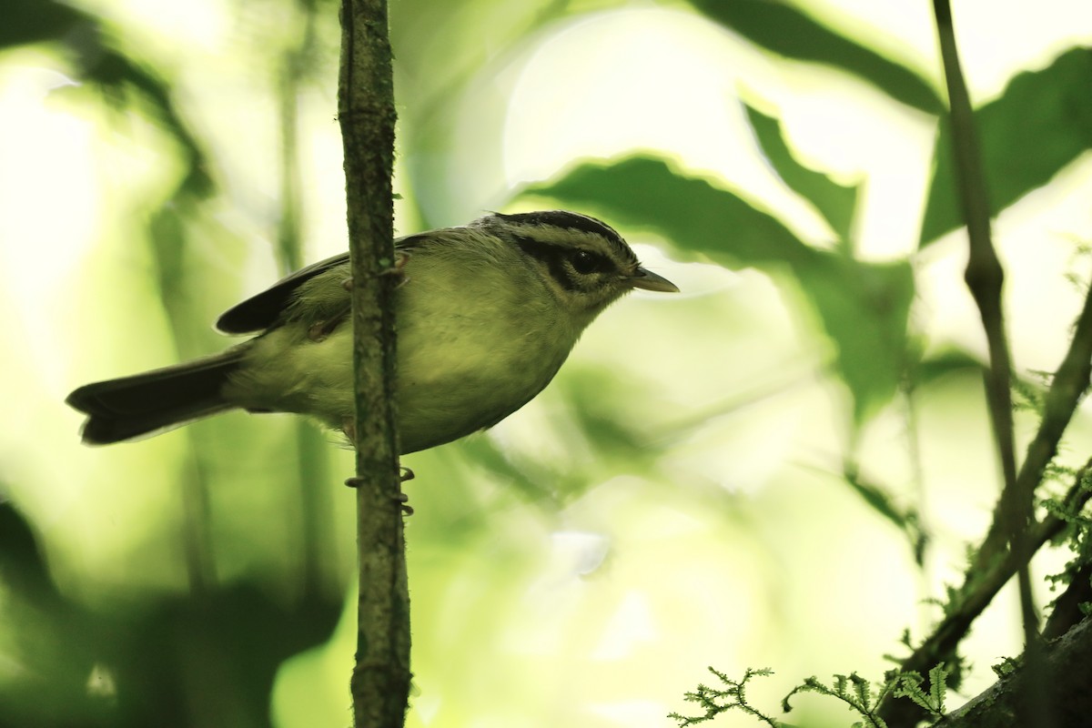 Costa Rican Warbler - ML617106216