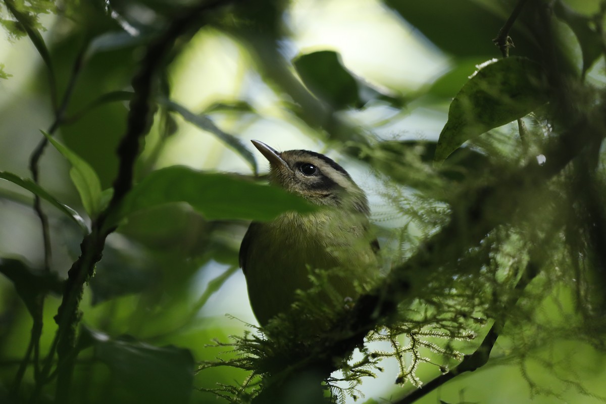 Costa Rican Warbler - ML617106218