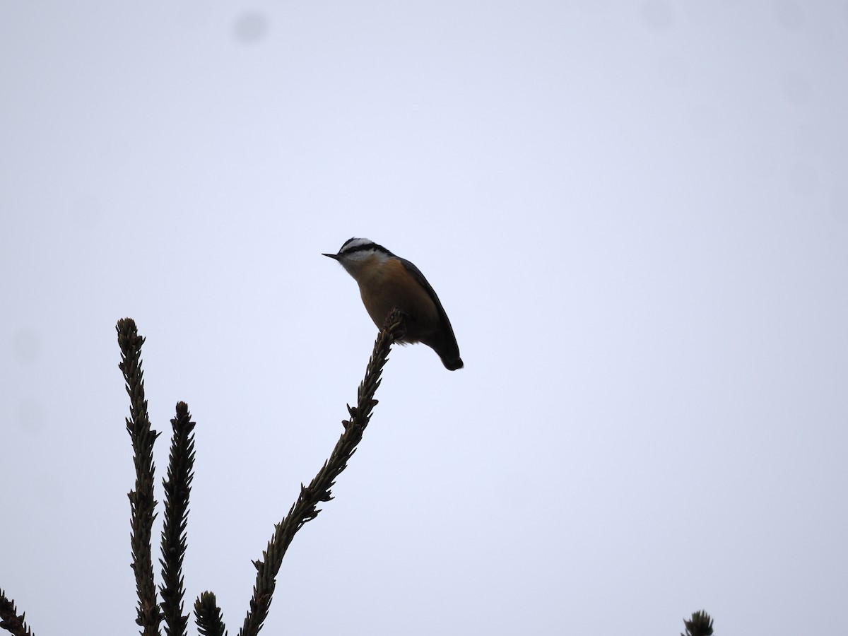 Red-breasted Nuthatch - ML617106219