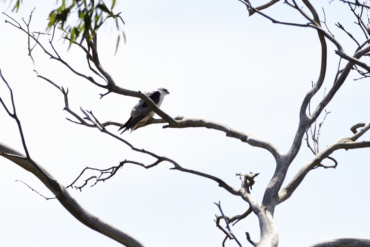 Black-shouldered Kite - ML617106248