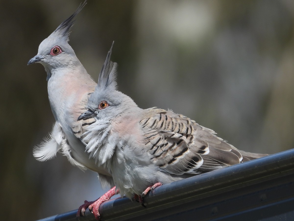 Crested Pigeon - ML617106313