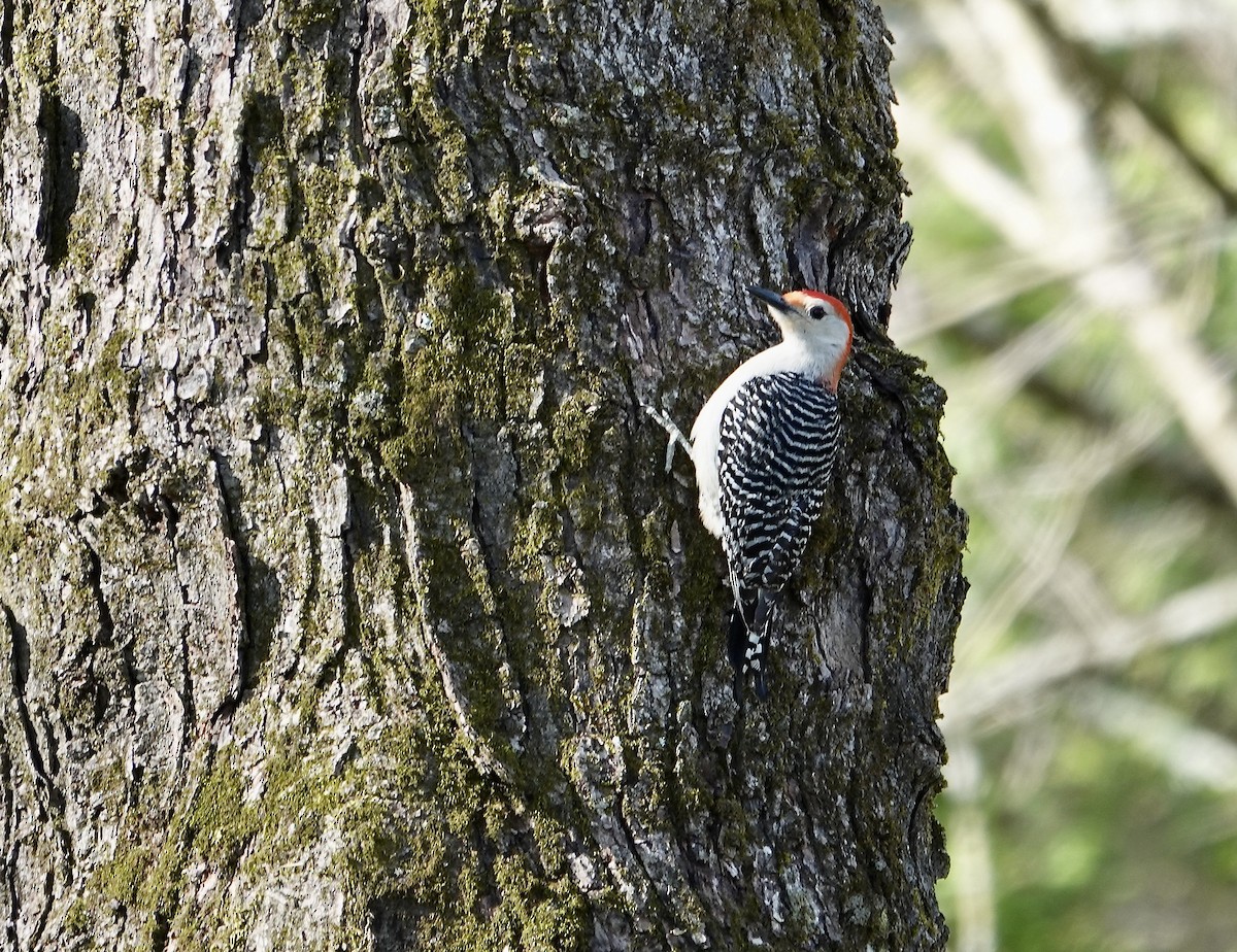Red-bellied Woodpecker - ML617106341