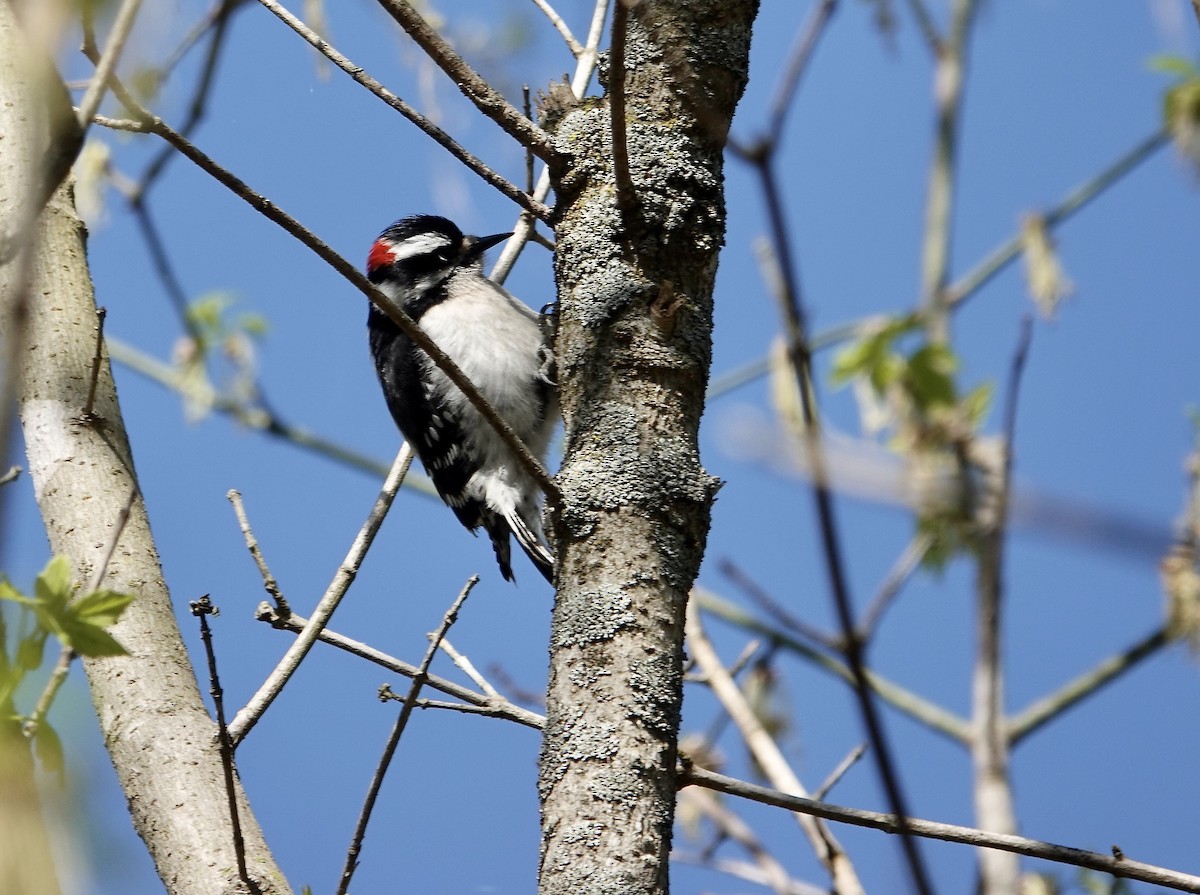 Downy Woodpecker - ML617106352