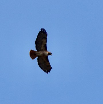 Red-tailed Hawk - ML617106436