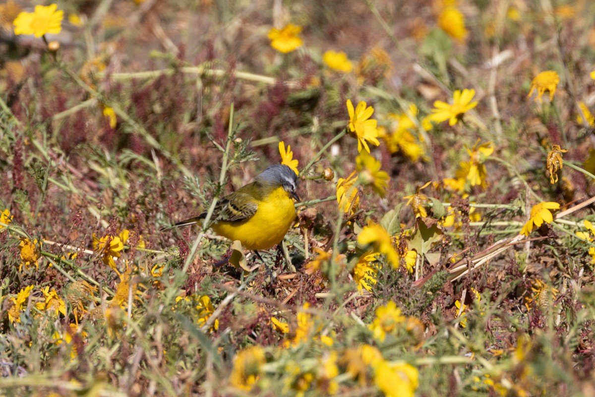 Western Yellow Wagtail - Simone Stefanetti